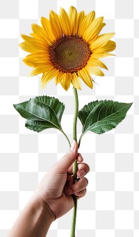 PNG Hand holding vibrant sunflower