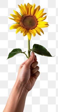 PNG Hand holding vibrant sunflower