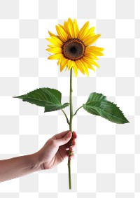 PNG Hand holding vibrant sunflower stem