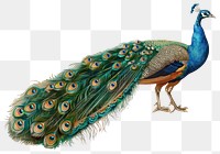 PNG Elegant peacock illustration vibrant colors