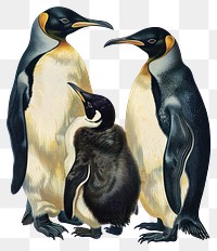 PNG Family of emperor penguins illustration