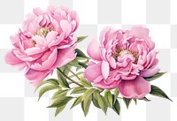 PNG Elegant pink peony flowers illustration