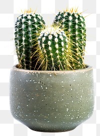 Spiky green cactus plant pot