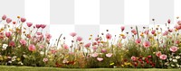 PNG Vibrant wildflower meadow scene