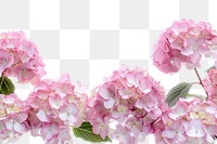 Pink hydrangea floral border