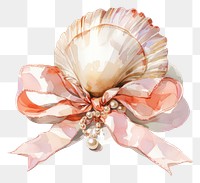 PNG  Elegant seashell with ribbon