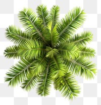 PNG  Lush green palm tree foliage