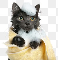 PNG  Wet cat wrapped in towel