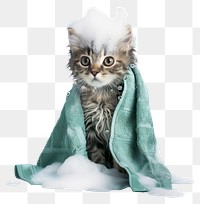 PNG  Adorable kitten bath time fun