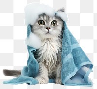 PNG  Adorable wet kitten with towel