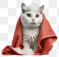 PNG  Adorable cat with red towel