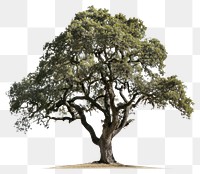 PNG  Majestic oak tree isolated background