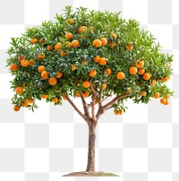 PNG  Lush orange tree with fruits