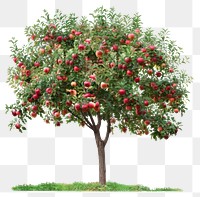 PNG  Lush apple tree full fruit