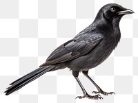 PNG Elegant black bird on white