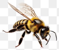 PNG  Detailed bee illustration on white