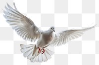 PNG Graceful white dove in flight