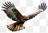 PNG Majestic eagle in flight