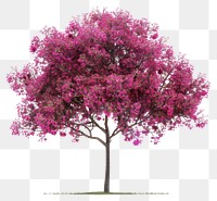 PNG  Vibrant pink blooming tree