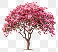 PNG  Vibrant blooming pink tree