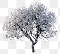 PNG  Snow-covered tree in winter