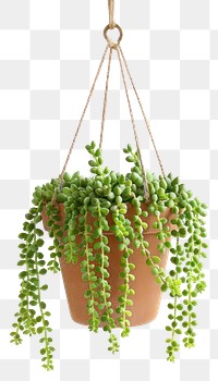 PNG  Hanging succulent plant in pot