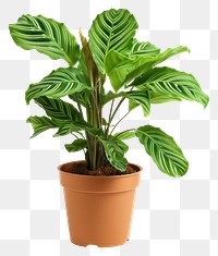 PNG  Vibrant potted indoor plant