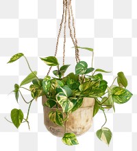 PNG  Hanging indoor variegated pothos plant