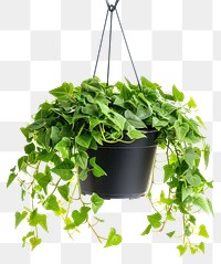 PNG  Lush hanging indoor ivy plant