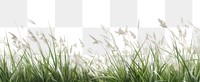 PNG  Lush green grass field background