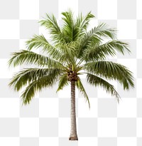 PNG Tropical palm tree on white