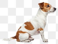 PNG  Alert Jack Russell Terrier sitting