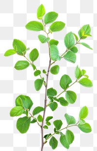 PNG  Fresh green plant branch