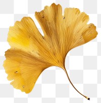 PNG Ginkgo leaf autumn mushroom blossom flower.