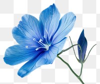 PNG  Delicate blue flower close-up