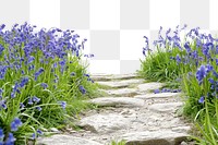 PNG  Serene stone path with bluebells