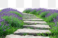 PNG  Lavender path through lush fields