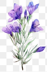 PNG Catsear wildflowers wildflower acanthaceae lavender blossom.