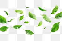 PNG  Fresh green leaves on white