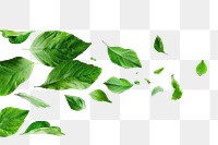 PNG  Green leaves on white background
