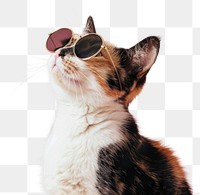 PNG Calico cat with sunglasses photo pet accessories.