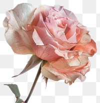 PNG  Delicate pink rose blossom