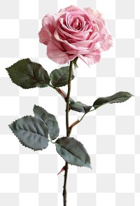 PNG  Elegant pink rose with leaves