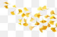 PNG Falling gingko leaves daffodil blossom flower.