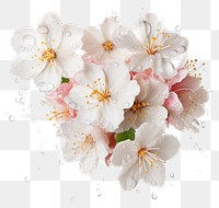 Fresh cherry blossoms with droplets