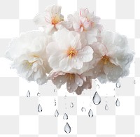 PNG  Delicate white flowers with raindrops