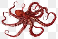 PNG Detailed red octopus illustration