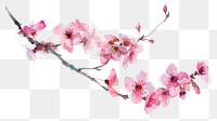 PNG Delicate watercolor cherry blossom illustration