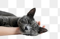 PNG Sleeping cat in gentle hand