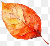 Vibrant autumn leaf watercolor illustration